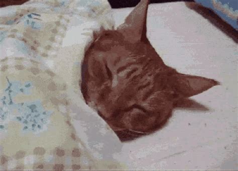 赖床，睡觉，不起床，猫咪  Cat Sleep In Over Sleep Discover And Share S