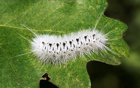 Dangerous Caterpillars Spotted In Northern Illinois