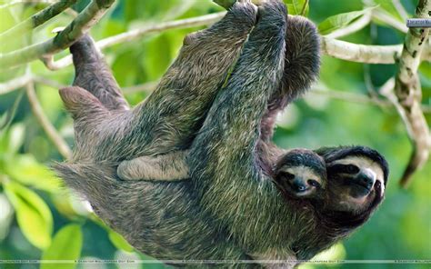 Free Download Brown Throated Three Toed Sloth Panama Wallpaper
