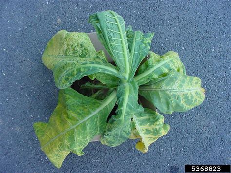 Alfalfa Mosaic Virus Amv Alfamovirus Amv On Burley Tobacco Nicotiana Tabacum Burley Type