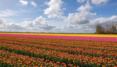 Flower Fields The Most Colorful Fields In Holland