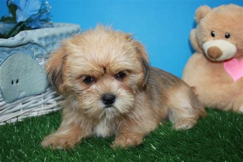 Shorkie Puppies For Sale Long Island Puppies