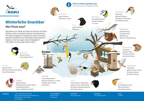Über 90 prozent der heimischen brutvogelarten, vor allem. Tipps zur Winterfütterung von Vögeln - NABU