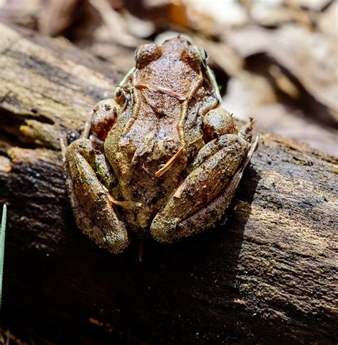 Wood Frogs Of Our Vernal Poolnature In A Minute Taking Flight