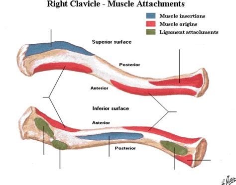 Play This Quiz Called Right Clavicle Muscle Attachments And Show Off