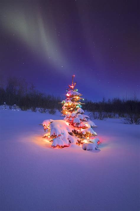 Christmas Tree Glowing Under The Photograph By Carson Ganci