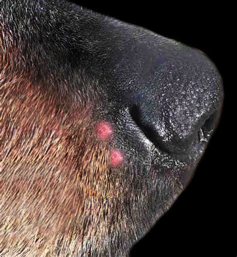 Dog Nose Scabs And Lumps Pictures And Vet Advice