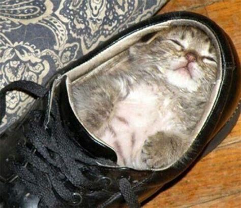 Cat In The Shoe Cute Animals Funny Animals Kittens Funny