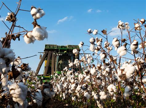 Wandering: Louisiana Cotton Harvest for Bloomberg News