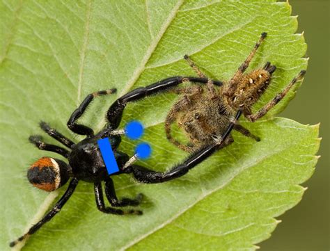 Jumping Spider Courtship And Mating Phidippus Clarus Bugguidenet