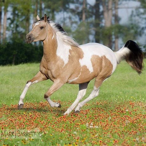 Finden sie hochwertige fotos, die sie anderswo vergeblich suchen. Buckskin Pinto :: American Paint Horse mare | Horses ...