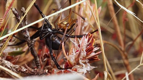 What Animals Eat Black Widow Spiders Black Widow Zhivotnye Pauk Milye