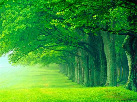 Forest Trees Nature Landscape Tree Wallpapers Hd Desktop And