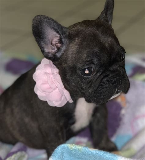 Akc champion bloodlines, vet checked, current on shots. French Bulldog Puppies For Sale | Kalamazoo, MI #320343