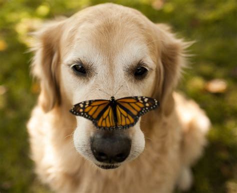 28 Animals With Butterflies Look Like Disney In Real Life Bored Panda