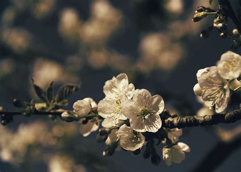 Cherry Blossoms Blommande Gren Gratis Foto På Pixabay