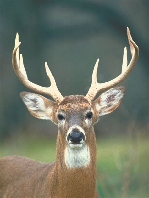 whitetail deer nose reference photos white tailed deer species information exchrisnge