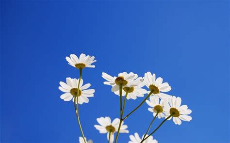 The great collection of sky blue backgrounds for desktop, laptop and mobiles. White little flowers, blue sky HD Wallpapers | Flowers ...