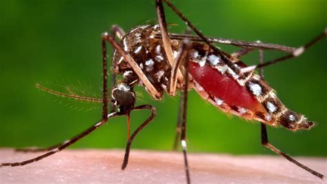 Zika Virus Not Controllable Cdc Director S Grim Warning