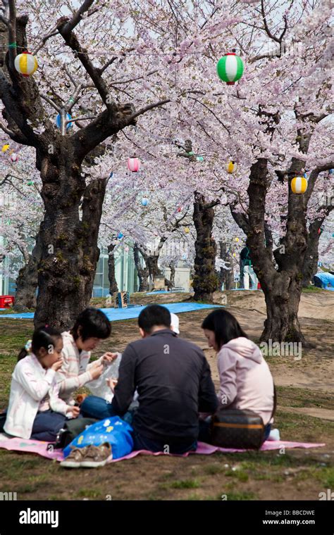 Japanese Picnic Cherry Blossoms Hi Res Stock Photography And Images Alamy