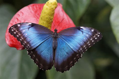 Free Stock Photo Blue Morpho Butterfly Rainforest