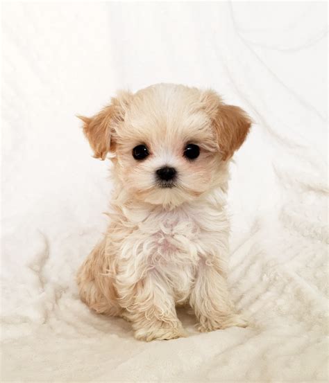 Tiny Teacup Maltipoo Malti Poo Puppy For Sale California Iheartteacups