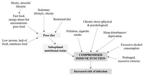 life style factors affecting immune function during adulthood download scientific diagram