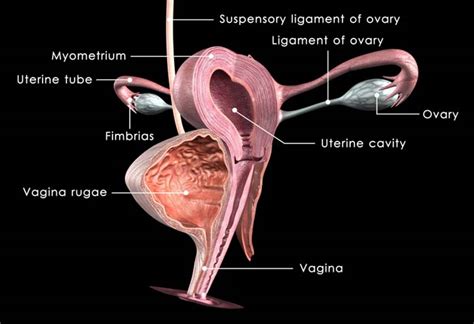 Reproductive System Diagram Female Anatomy Front View Clone Of