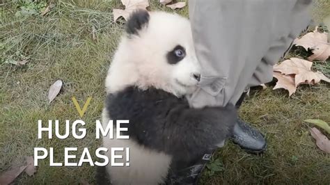 Panda Cub Needs A Hug Right Now Youtube
