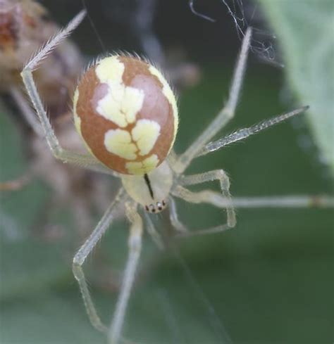 Cobweb Spider Theridiidae Theridion Bugguidenet