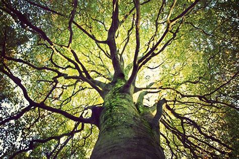 The 10 Most Extraordinary Trees In The World Tree Of Life Evolution