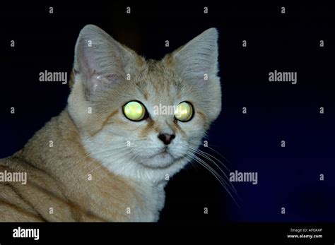 Sand Cat Tapetum Lucidum Hi Res Stock Photography And Images Alamy