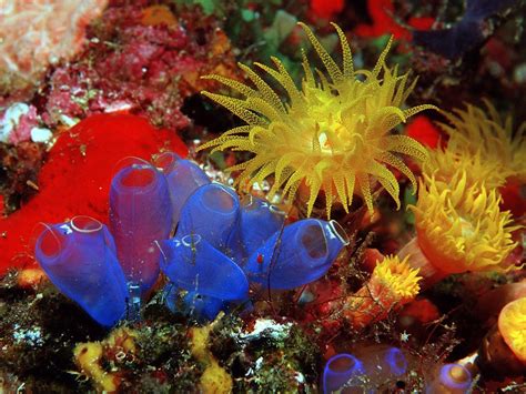 Sea Anemones Coral Underwater Hd Wallpapers Desktop And Mobile