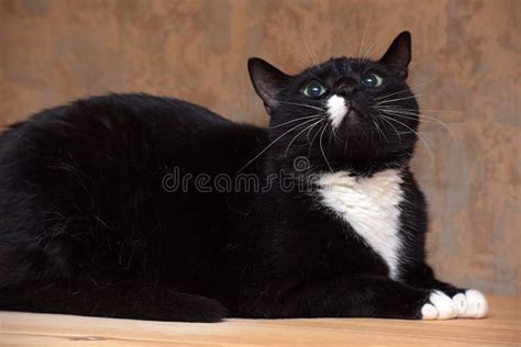 Gato Negro Con Una Mancha Blanca En La Cara Imagen De Archivo Imagen