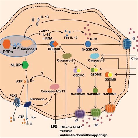 Mechanism Of Platelet Pyroptosis Platelet Activation Via Lps