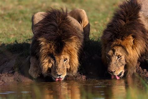 Funny Wildlife Marsh Pride Lions Masai Mara Kenya By Maggy