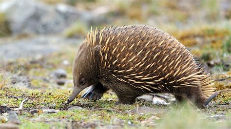 Echidna—Outback Oddity | Answers in Genesis