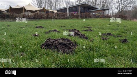 Moles Holes On Lawn Hi Res Stock Photography And Images Alamy
