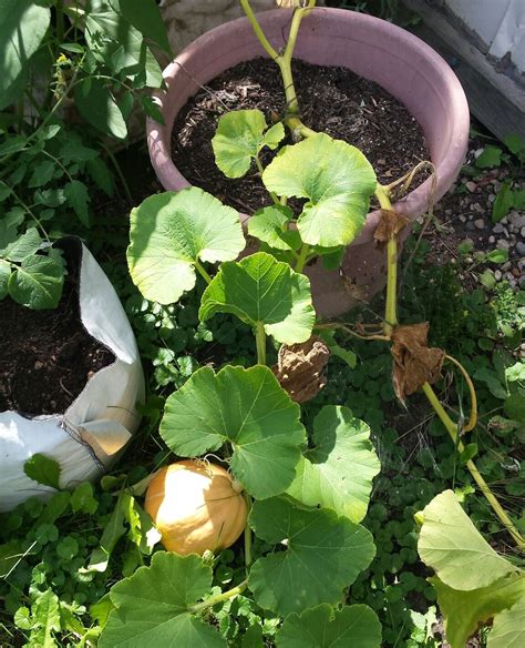 You Can Grow Pumpkins In A Container If More Care Was Given This One
