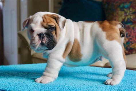 This dog gets along well with children and tends to get along well with other dogs. English Bulldog Puppies For Sale | Philadelphia, PA #287397