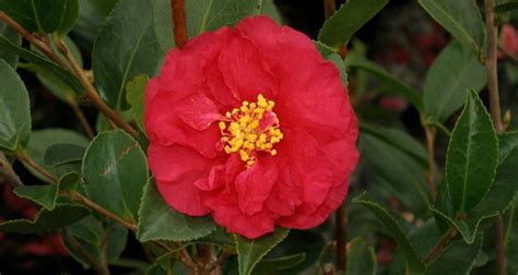 Camellia Sasanqua ‘alabama Beauty Red Gossetts Landscape Nursery