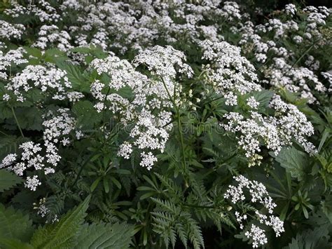 Flowering Cow Parsley Anthriscus Sylvestris Wild White Flowers In A