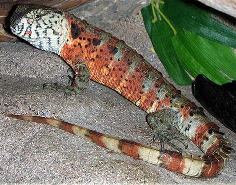 Chinese Crocodile Lizard Facts And Pictures