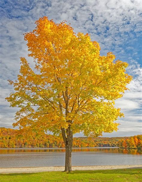 Sugar Maple Tree Lake Taghkanic State Park In Fall Stock Photo Image