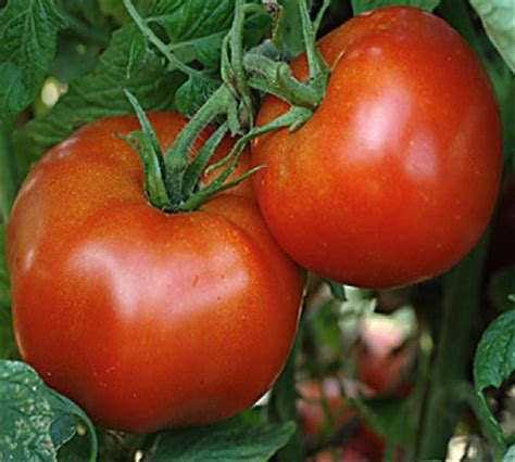 Marglobe Tomato Seeds Heirloom Non Gmo Perfect Tomato Salads