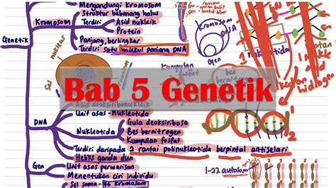 SAINS SPM T4 Bab 5 Genetik  YouTube