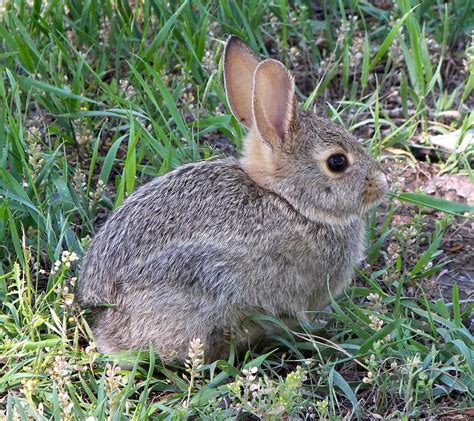 How To Keep Rabbits Out Of Your Garden Dengarden