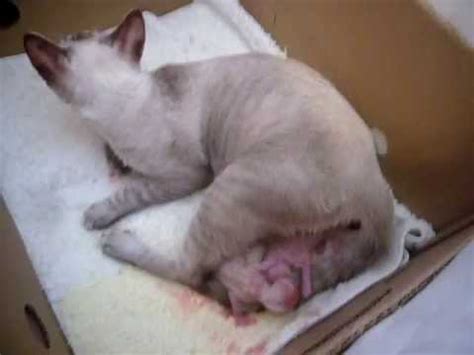 Keep one in a separate room with her own tray, food. Cat giving birth, having her first baby, cat labor - YouTube