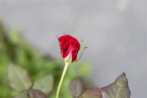 Rose Rosebud Red Free Photo On Pixabay