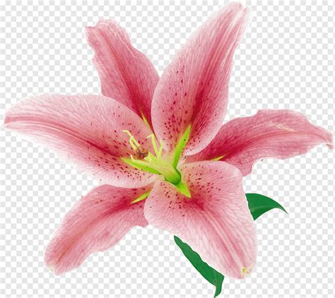 Bunga Lilium Lily Lily Hippeastrum Plugin Png Pngwing